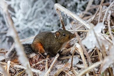 NFL教练种族歧视言论曝光 遭《麦登橄榄球22》移除